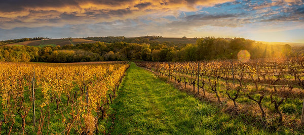 Bordeaux Wine and the Region Defined